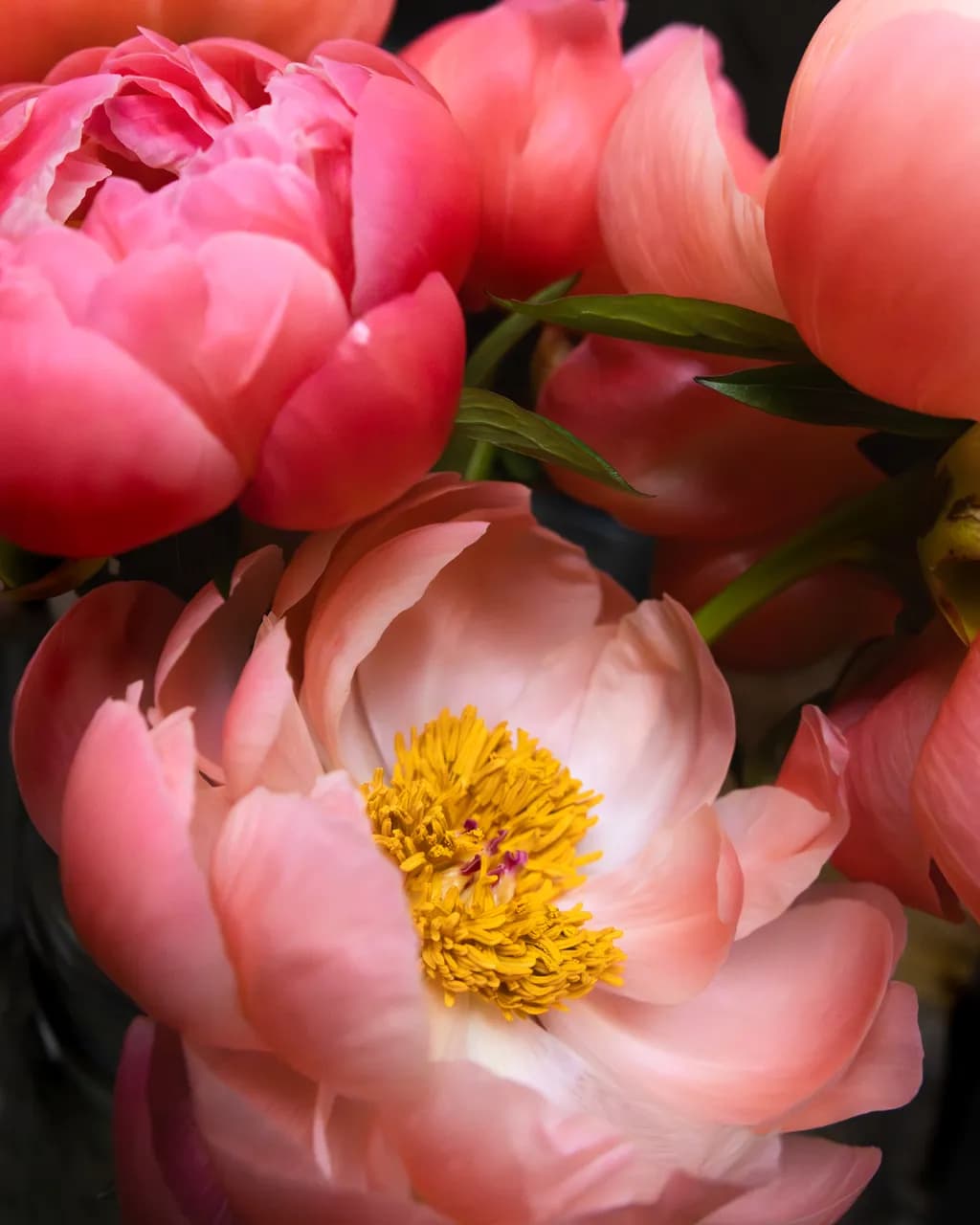 Whispers of Spring: A Dance of Pink Petals and Golden Hearts