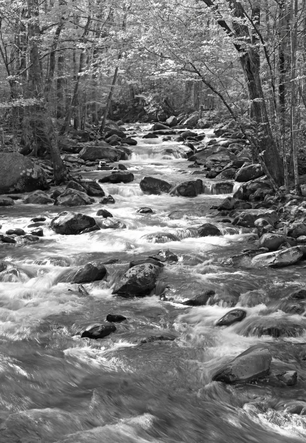 Appalachian Stream