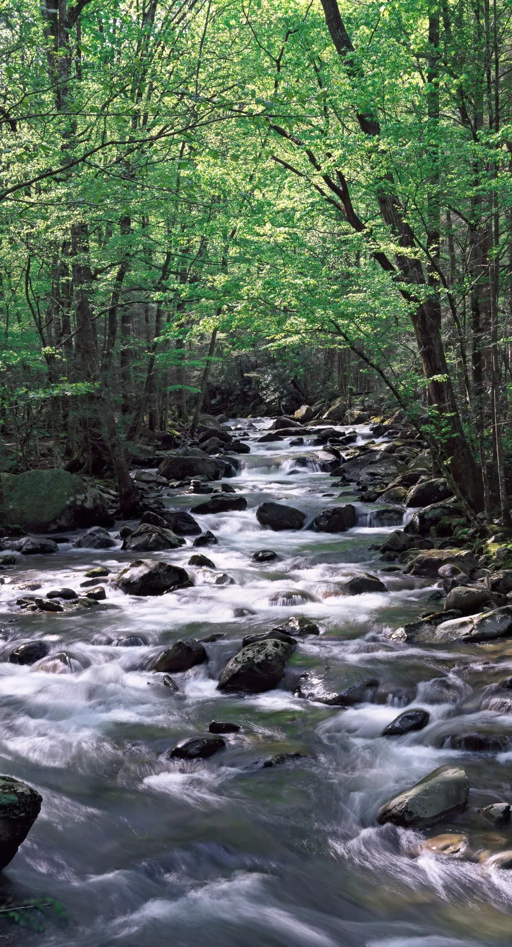 Smoky Mountains Stream