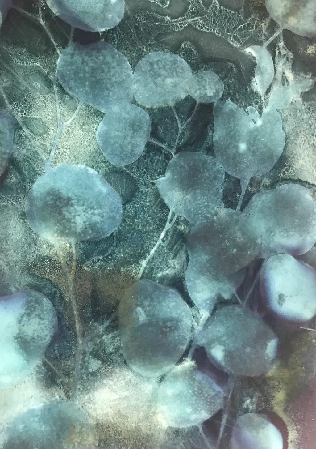 Frozen Leaves