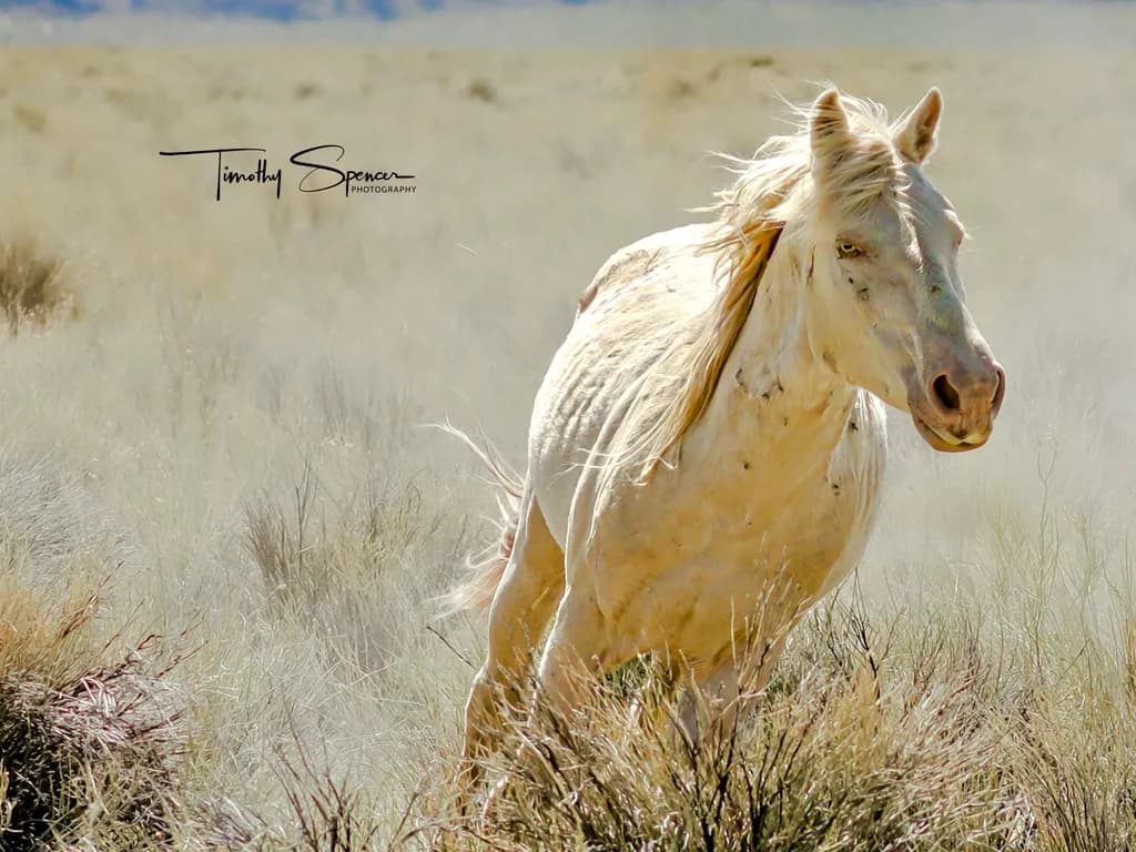 Desert Stallion