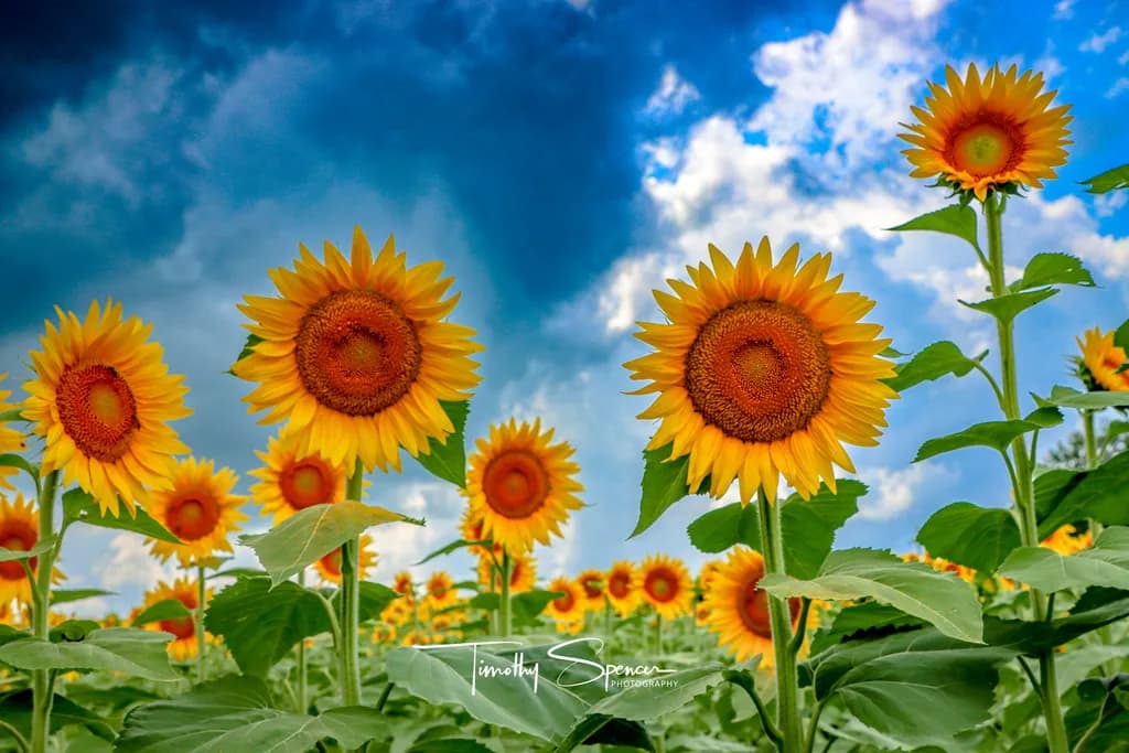 Sunflower Horizon