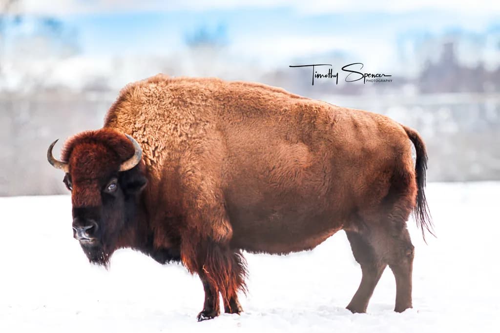 Winter Bison Majesty