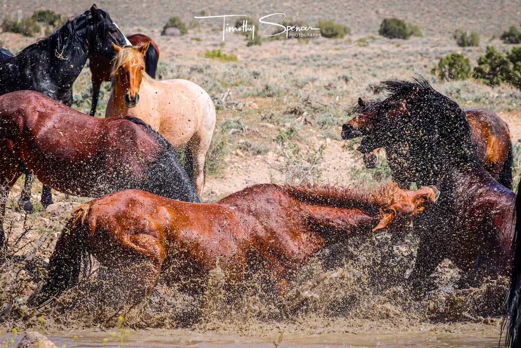 Mud Duel