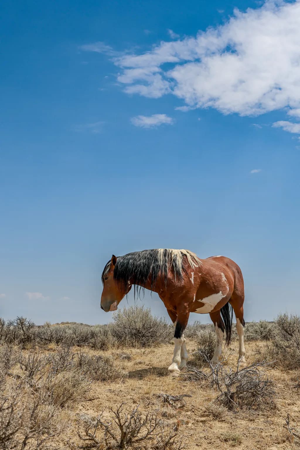 Desert Horse Under Blue Sky