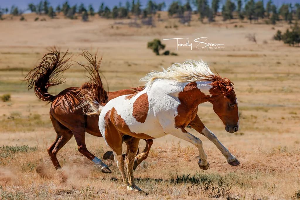 Running Horses