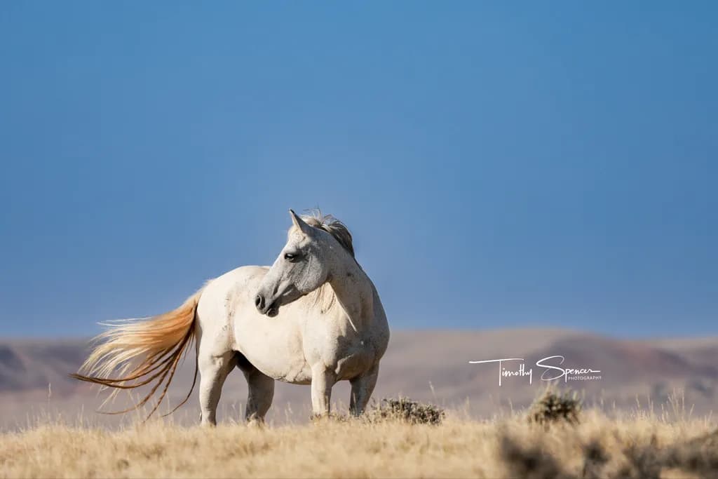 White Horse in Field