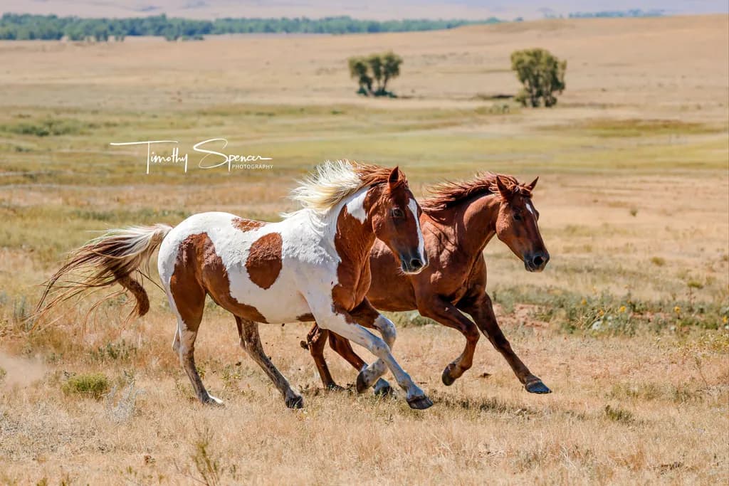 Running Horses in Prairie
