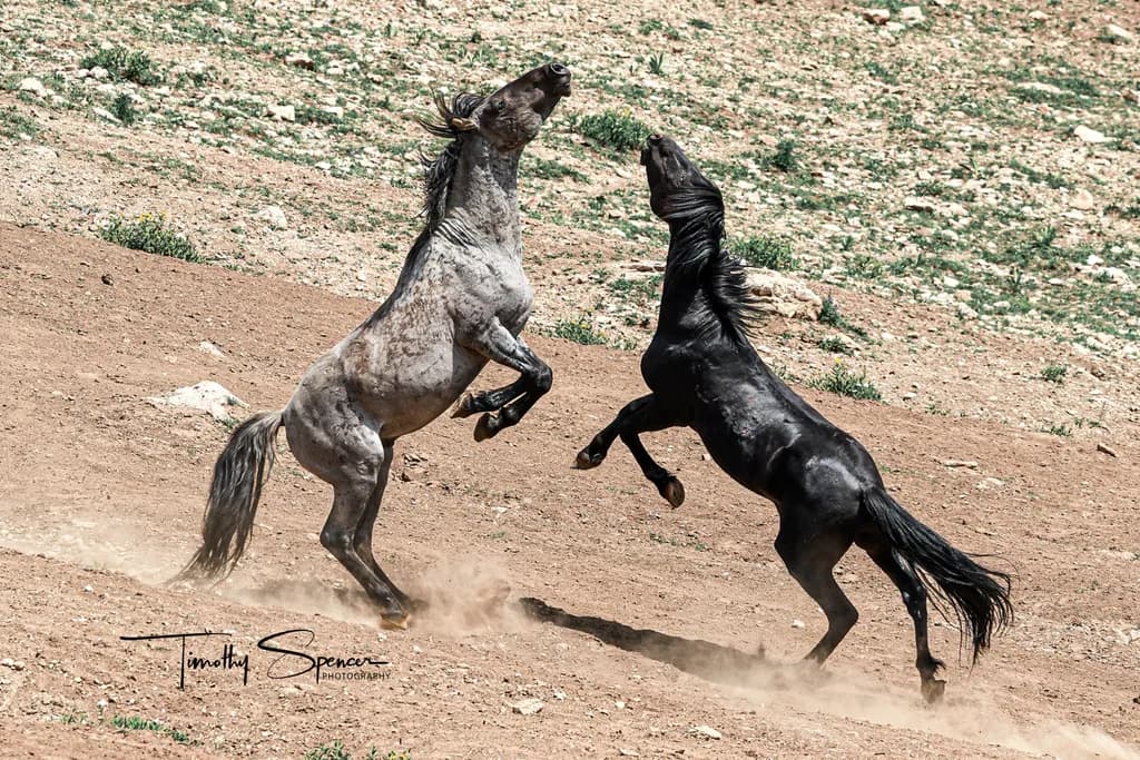 Wild Horses Clash