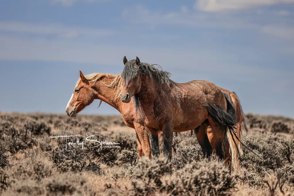 Wild Horses in Sagebrush