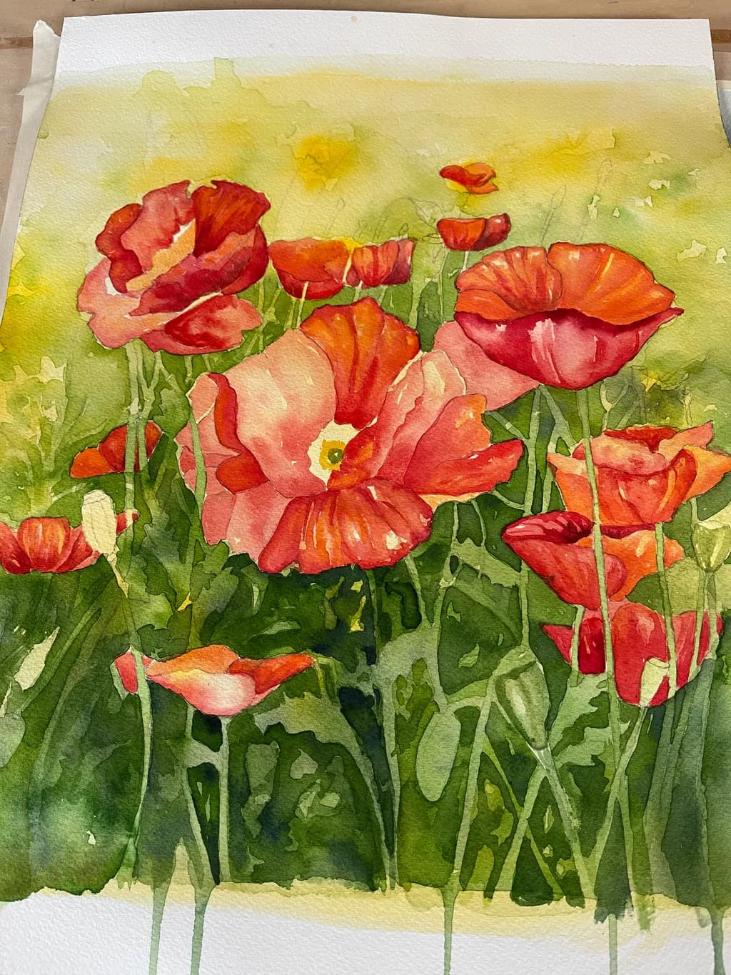 Sunlit Poppies