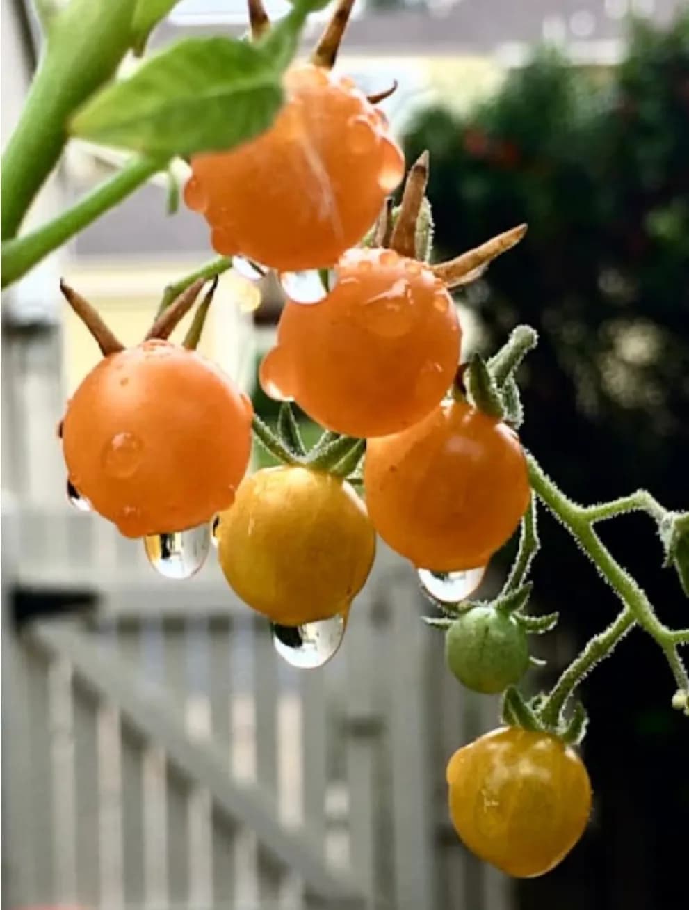 Nature's Raindrop Gems 🪴