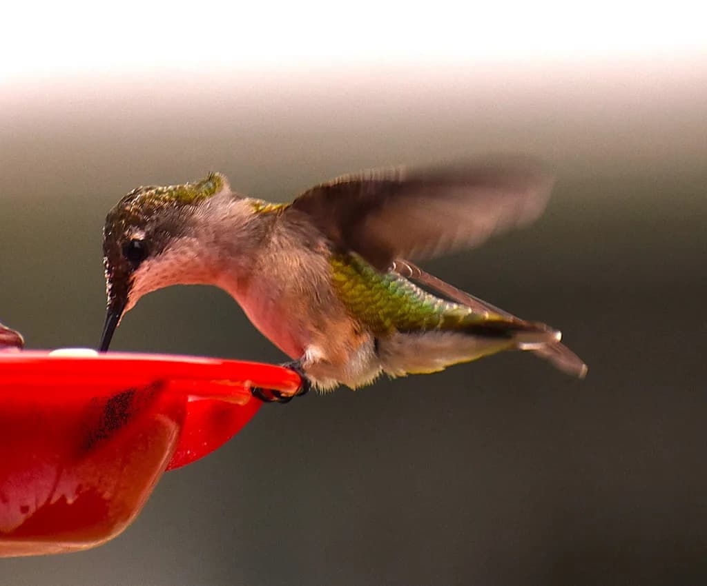 Whispers of Flight: A Hummingbird's Dance at the Feeder