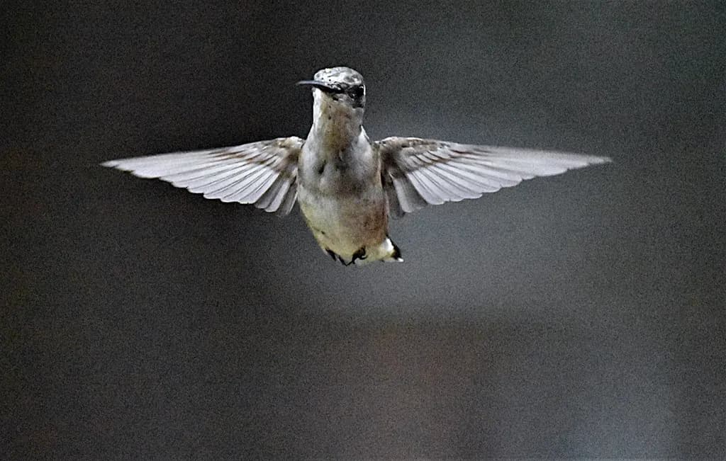 Whispers of Flight: A Hummingbird's Dance in Midair