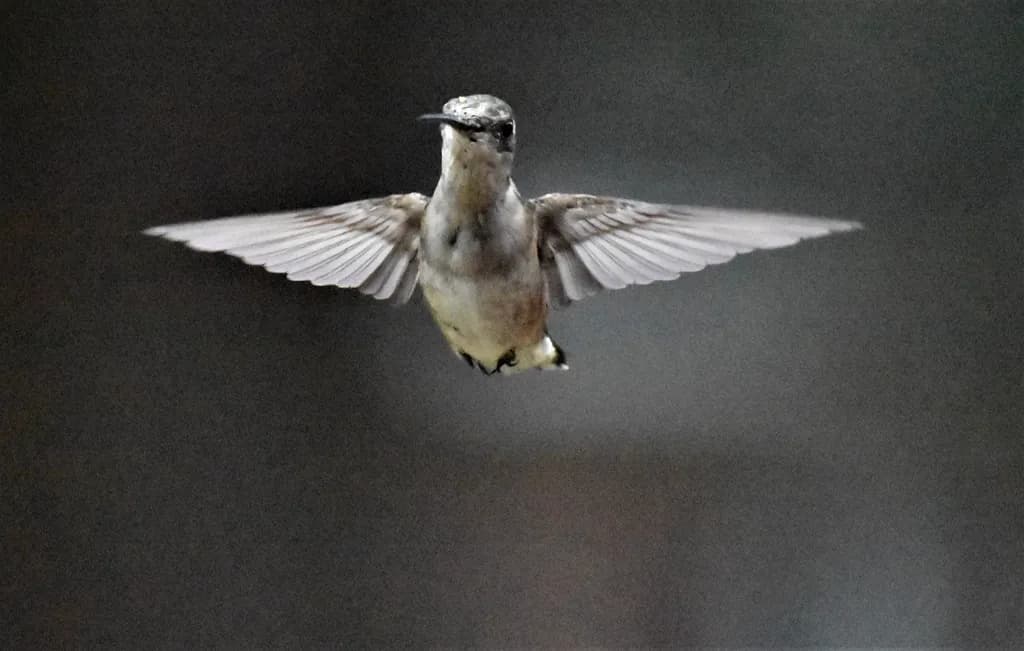 Whispers of Flight: A Hummingbird's Dance in Midair