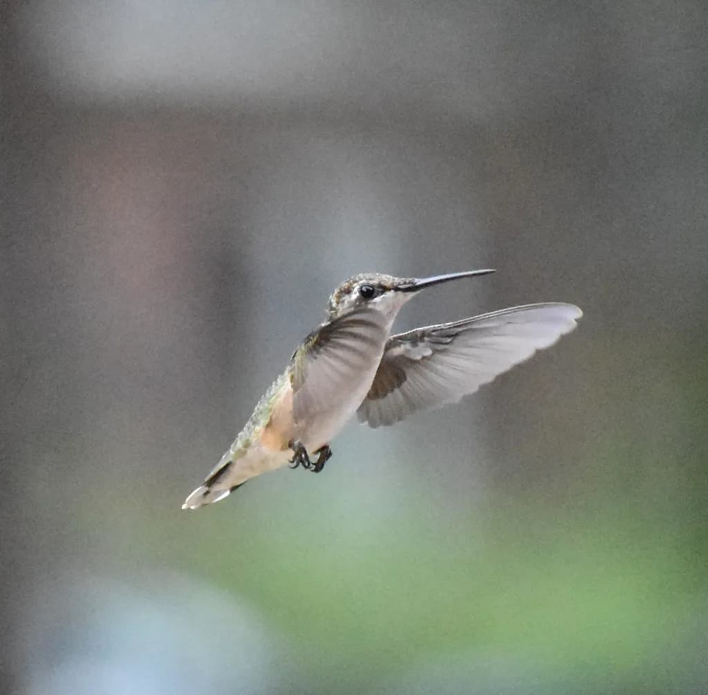 Whispers of Flight: A Colorful Hummingbird in Graceful Motion