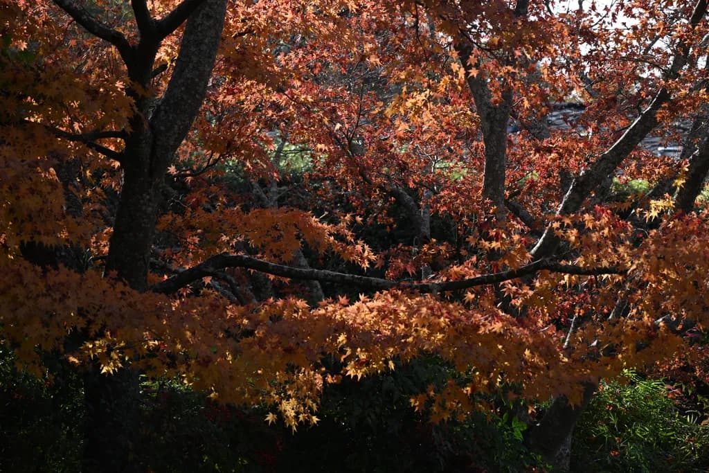 Autumn Canopy