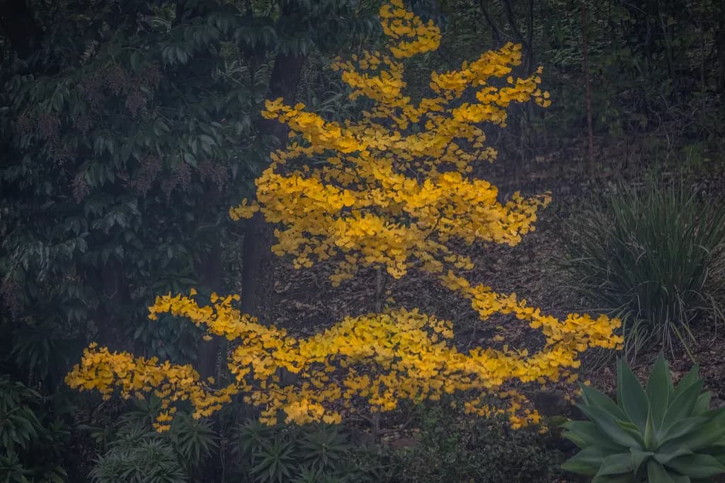 Golden Ginkgo