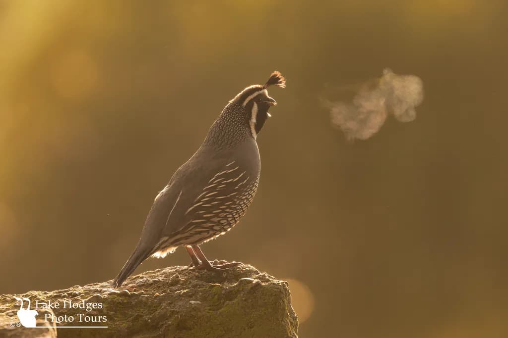 California Quail Dawn