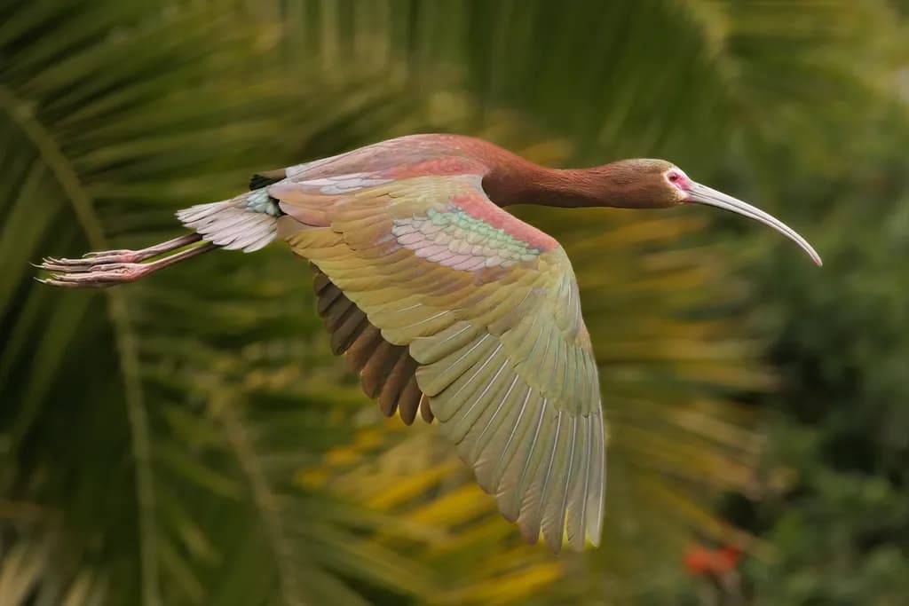 Glossy Ibis in Flight