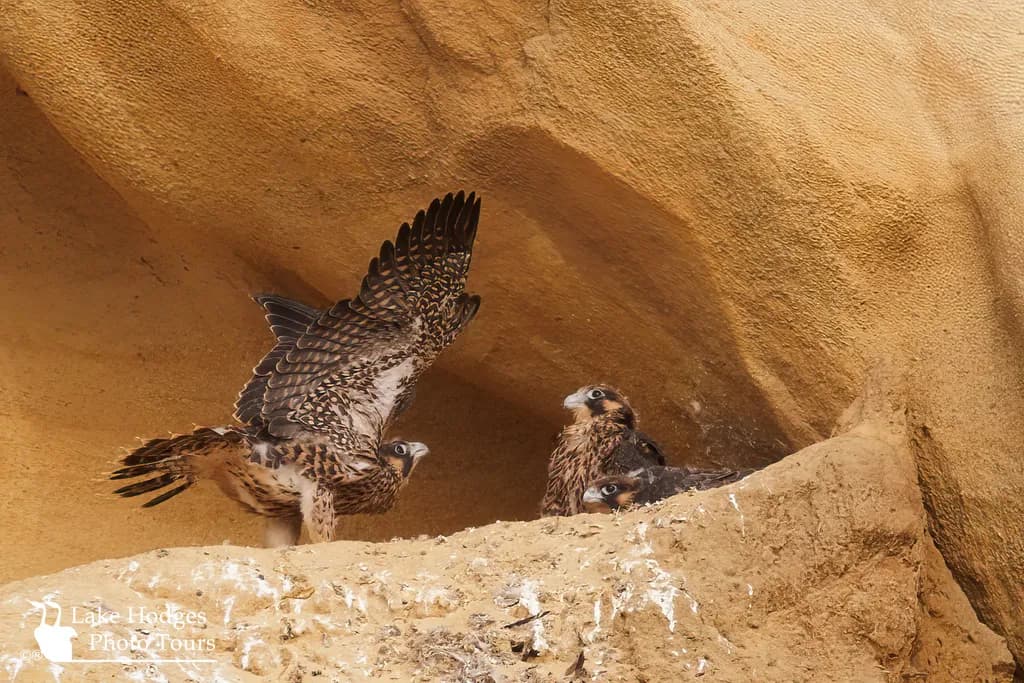 Peregrine Nest Watch