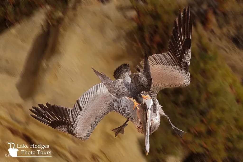Peregrine Pursuit at Lake Hodges