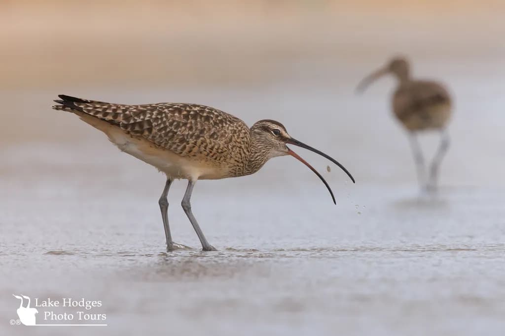 Curved-bill Discovery