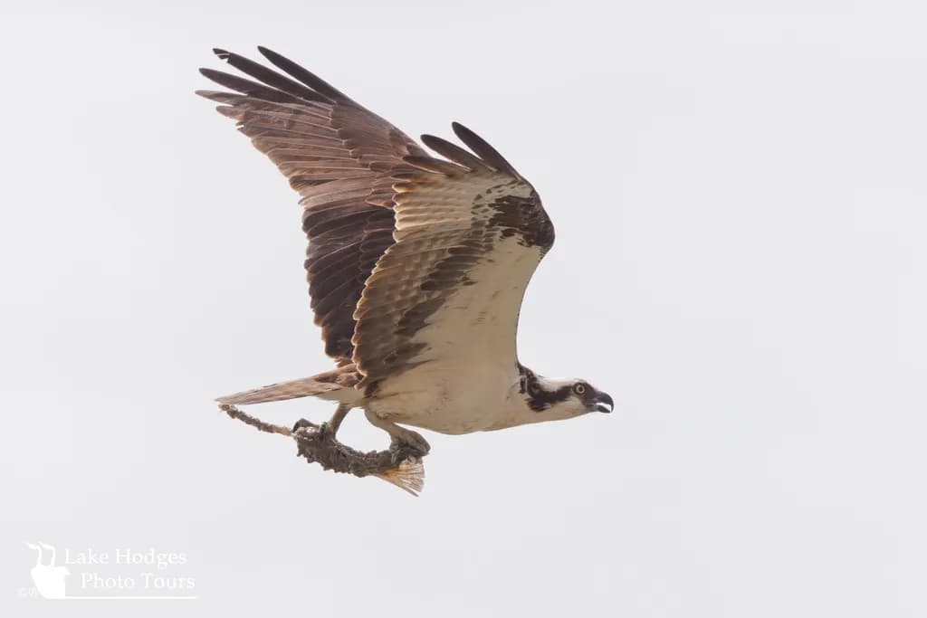 Osprey Catch at Lake Hodges