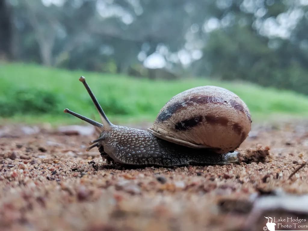 Lake Hodges Snail Trail