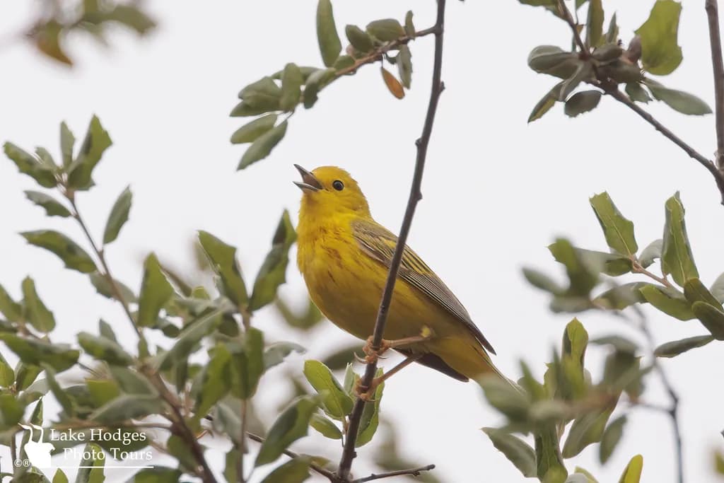 Yellow Warbler SongLake Hodges