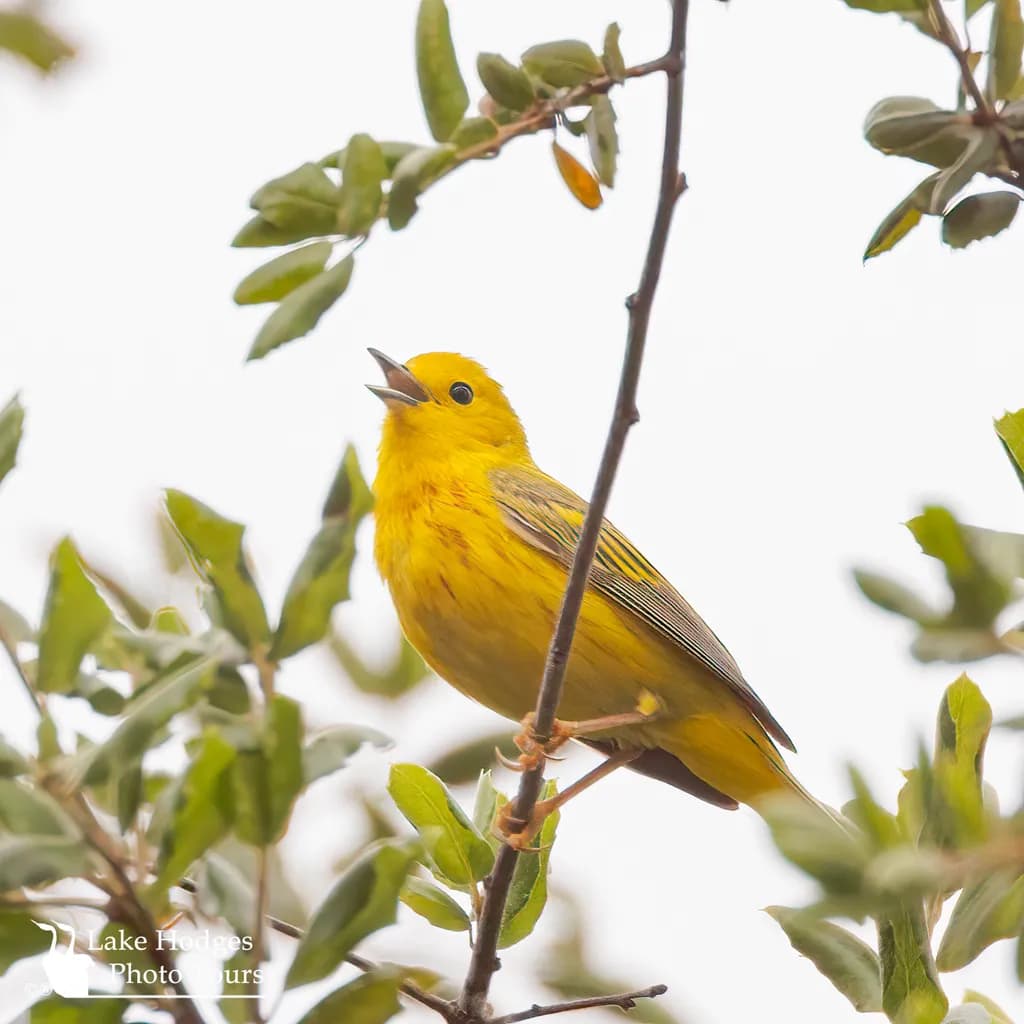 Yellow Warbler Song