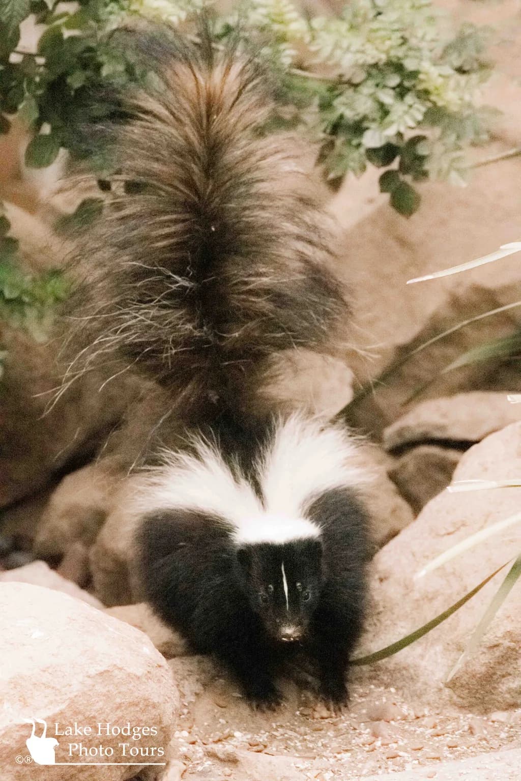 Curious Skunk at Lake Hodges