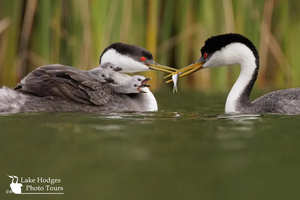 Western Grebes Family Meal