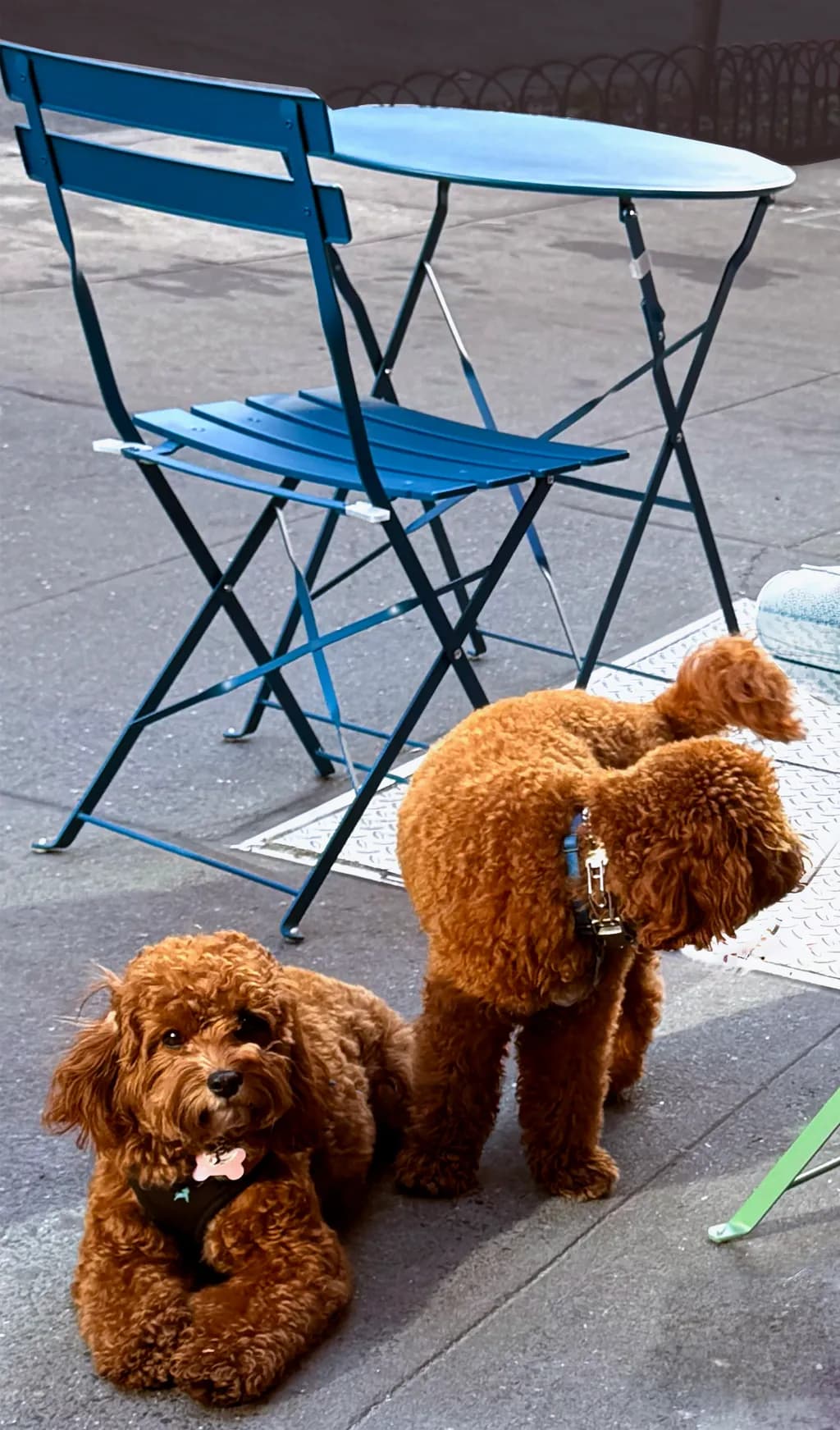 Espresso Pups
