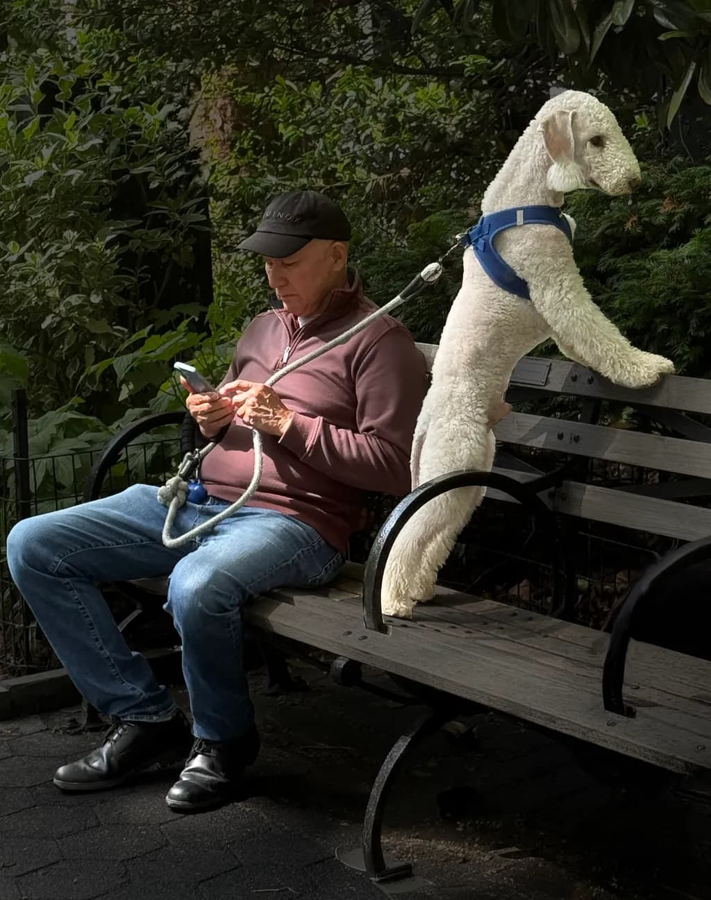 Phoneliness + Alert Dog
