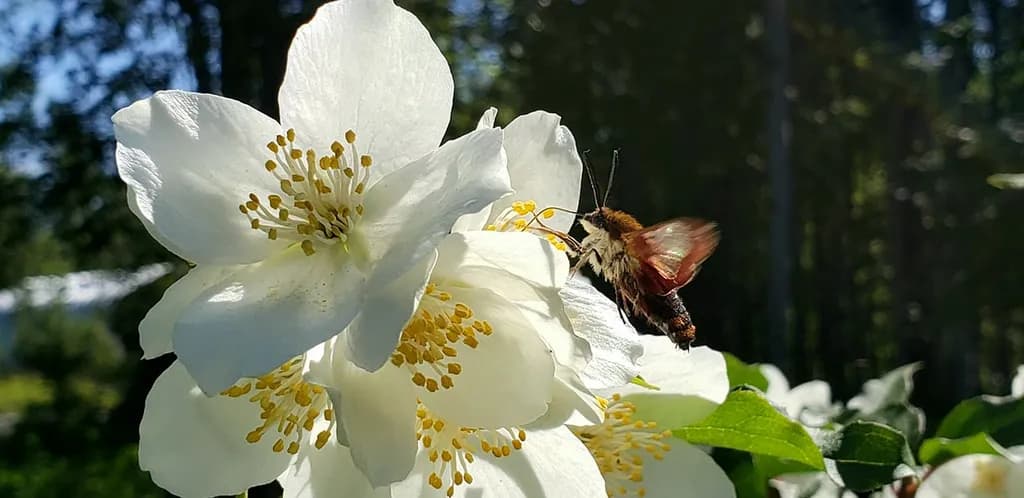 Blossom Harmony