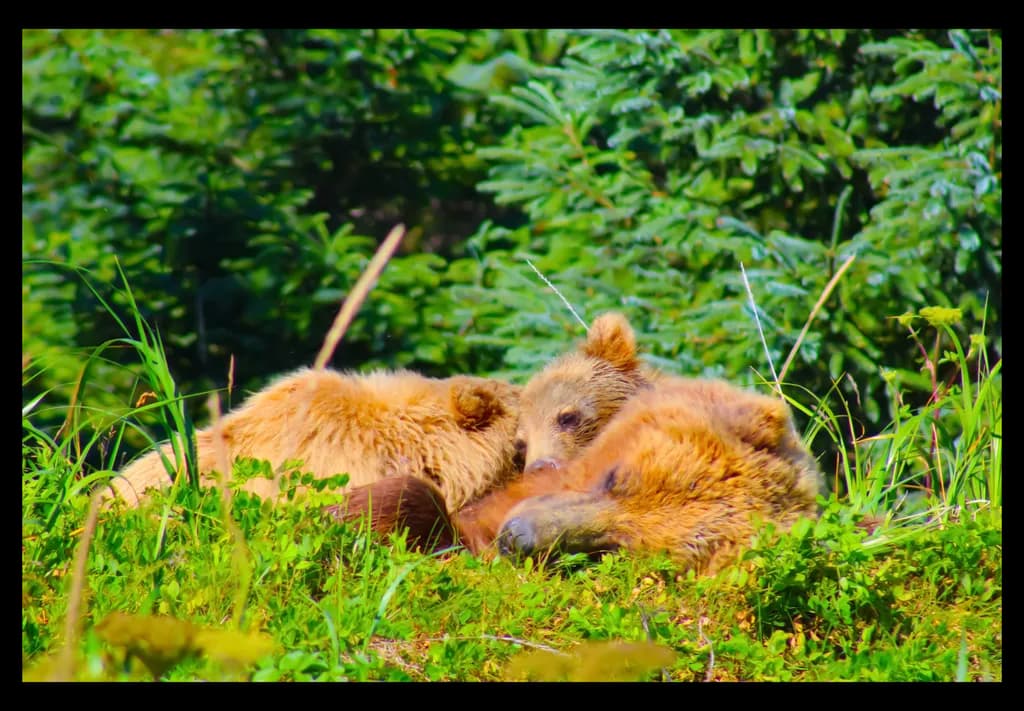 Mama Cuddles