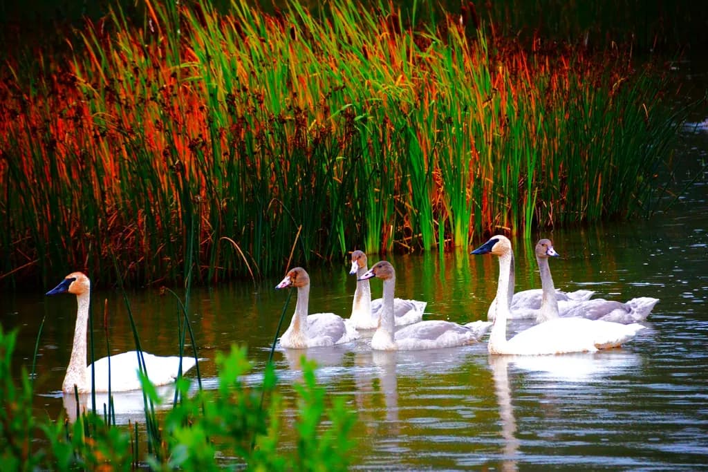 Trumpeter Swans
