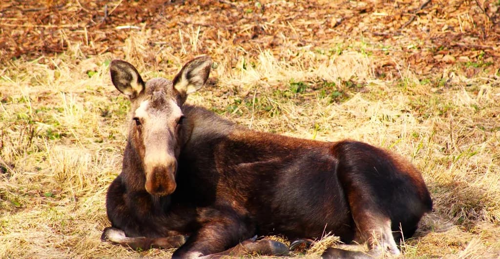 Miss Moose