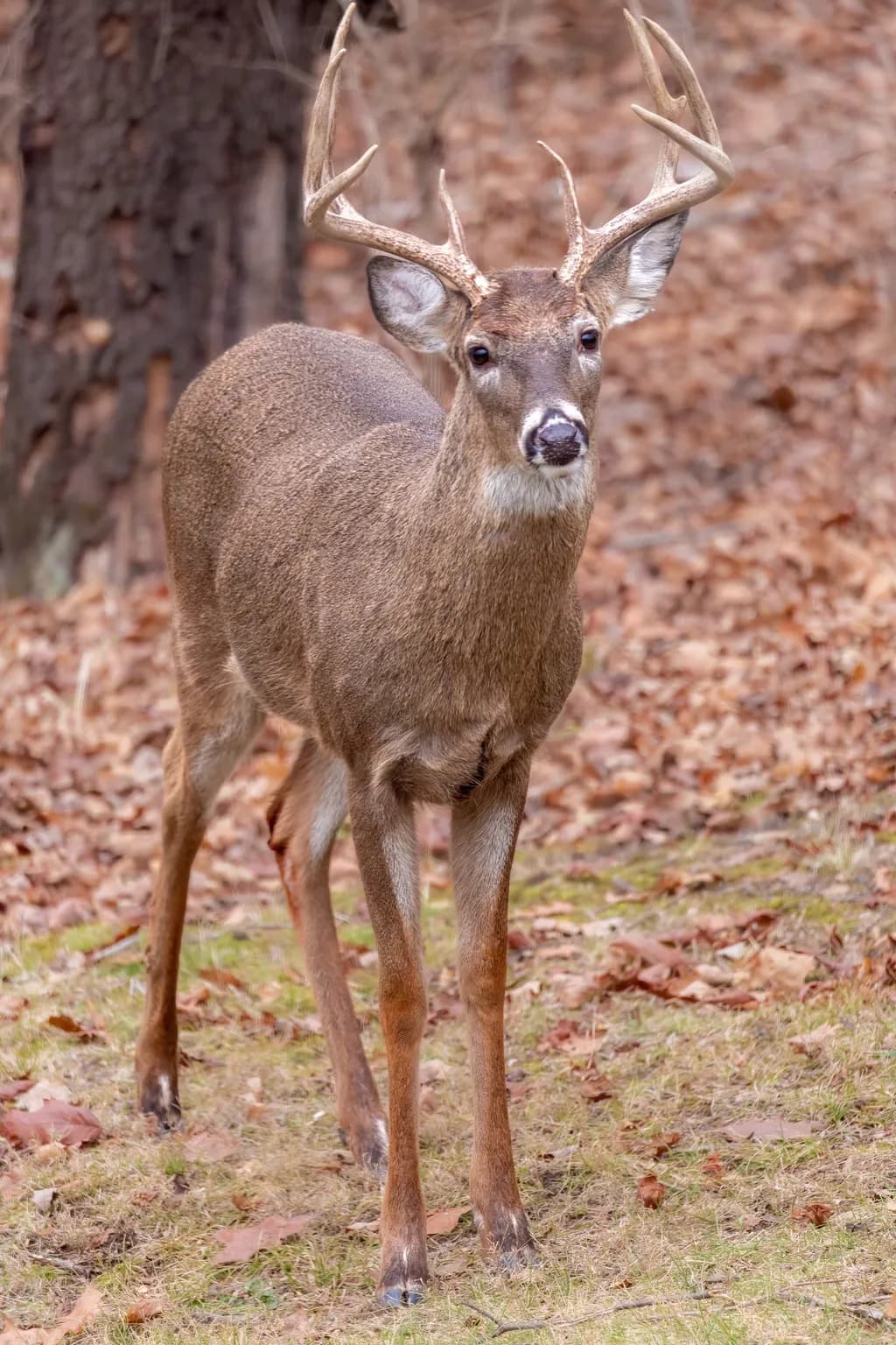 Forest Noble