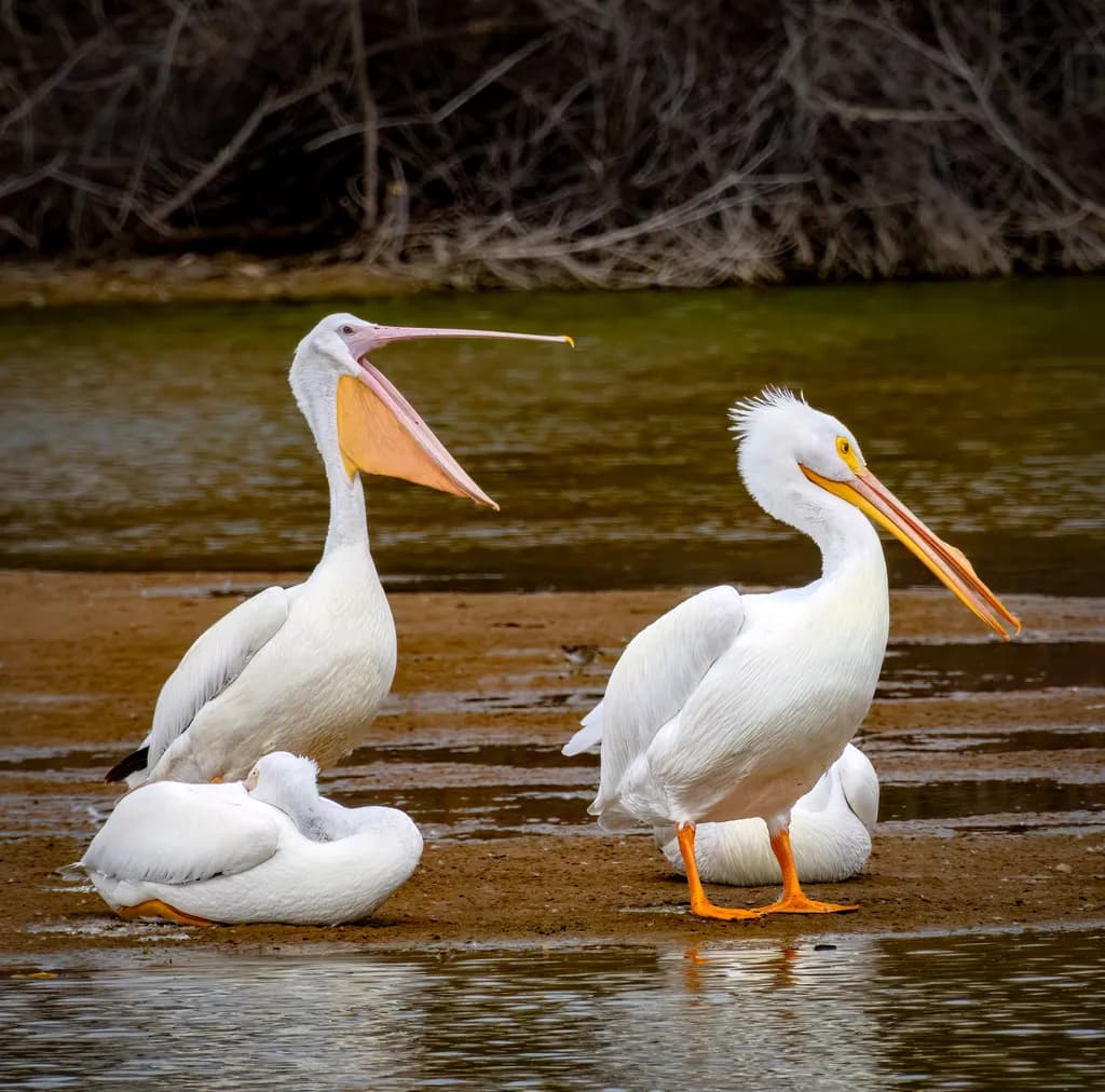 February Pelican Flock