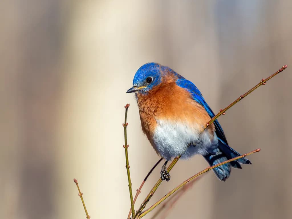 Gentle Watcher Bird