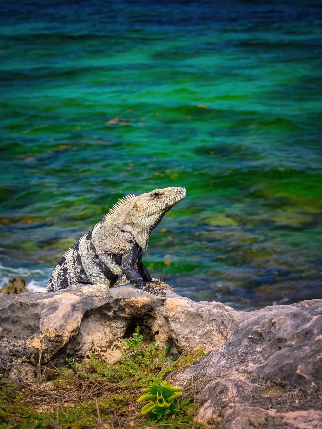 Majestic Guardian Iguana