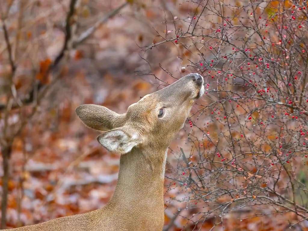Nature’s Feast