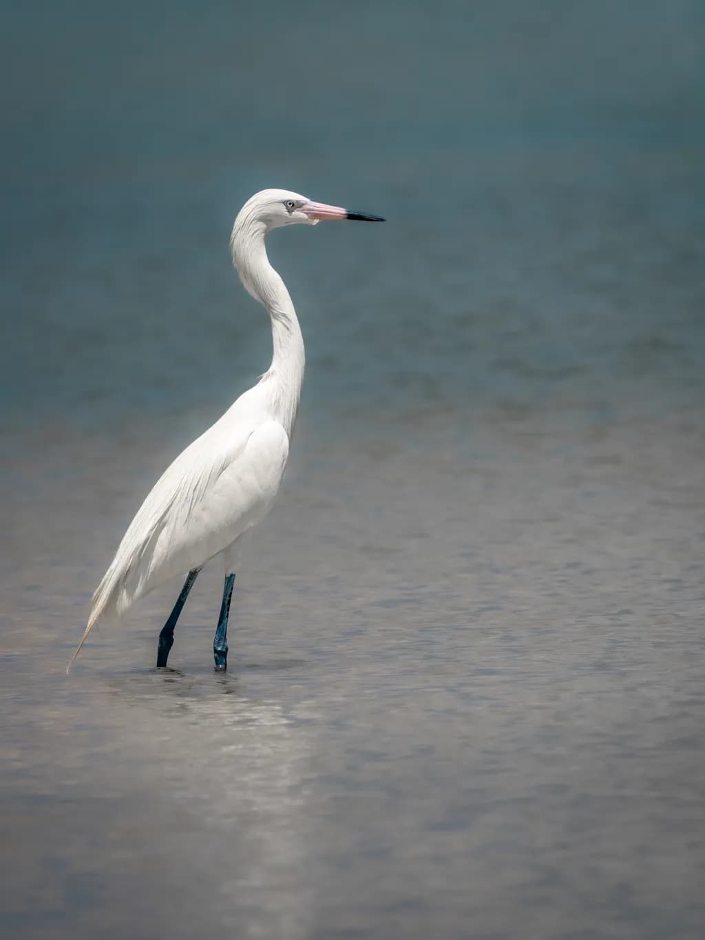 Silent Grace Egret