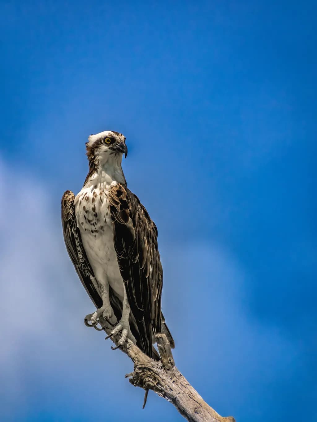 Sky Watcher