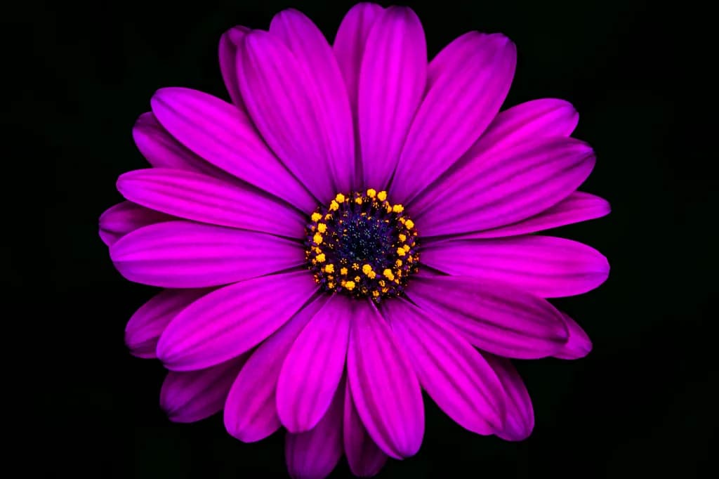 Purple Passion Flower