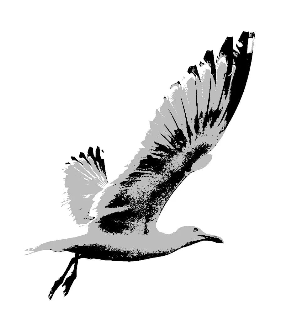 Soaring Seagull