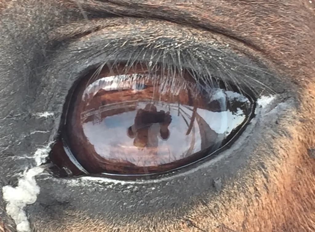 Reflections in Equine Eyes