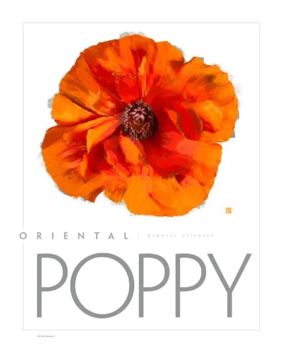 Vibrant Oriental Poppy: A Burst of Orange Elegance in Floral Artistry